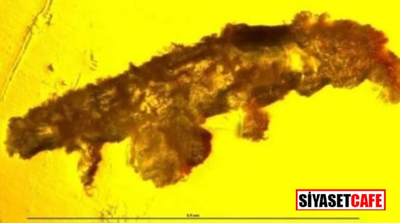 16 milyon yıllık kehribarın içinden çıkan inanılmaz görüntü! 