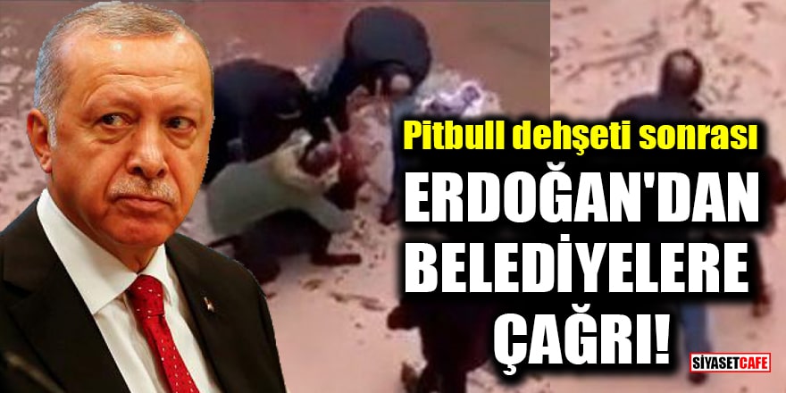 Gaziantep'teki pitbull dehşeti sonrası Erdoğan'dan belediyelere çağrı!