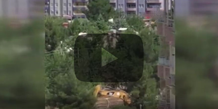 Vatandaş HDP'li Belediyenin ağaç katliamına isyan etti