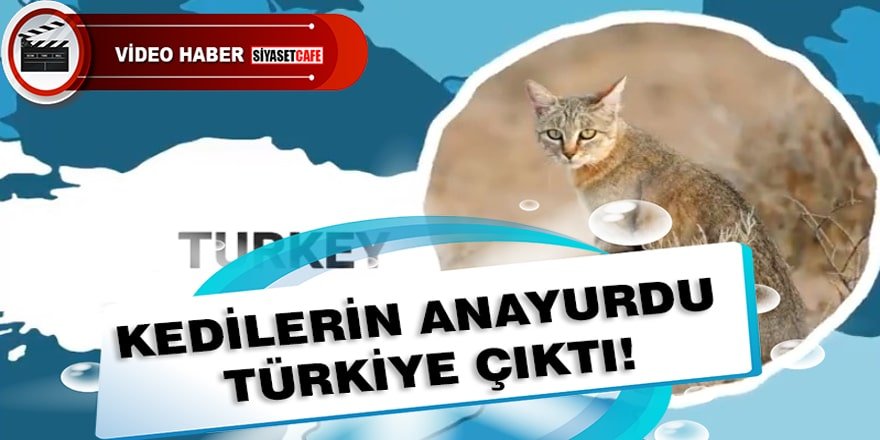 Meğer kedilerin anayurdu Türkiye imiş