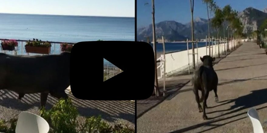 Kesime götürülen kurbanlık boğa, sahile kaçtı