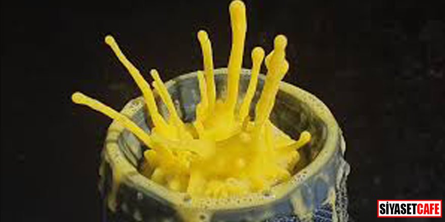 Rap müziğin yumurta sarısı üzerindeki etkisine şaşıracaksınız!