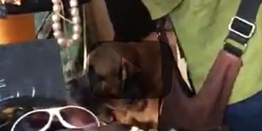 Gurbette türkü duyan kangal böyle tepki verdi