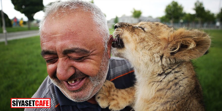 Annesinin reddettiği yavru aslana evladı gibi bakıyor