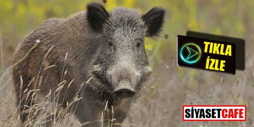 İstanbul'da aç domuzlar şehre indi