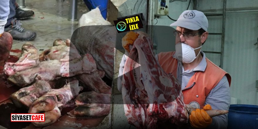 Sakarya'da 'Kedi kesiyorlar' ihbarı ile ortaya çıkan korkunç görüntüler!