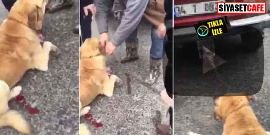Vicdansız! Köpeği arabasının arkasına bağlayıp sürükledi