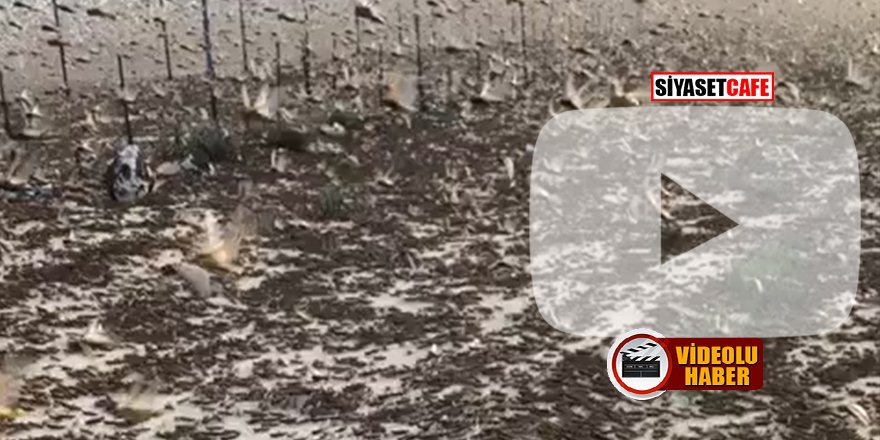 Yeni tehlike: Çekirge İstilası! Sınırımıza dayandı