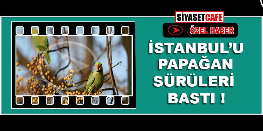 Karantina altındaki İstanbul’da Papağan sürüleri gözükmeye başladı