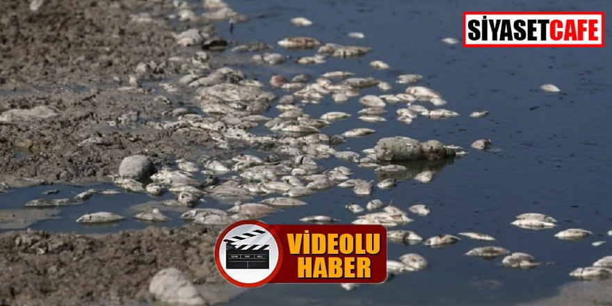 Bursa’da neler oluyor? Binlerce balık öldü