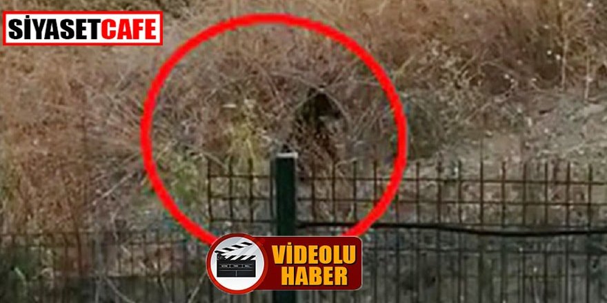 Büyükçekmece’de boz ayı alarmı!