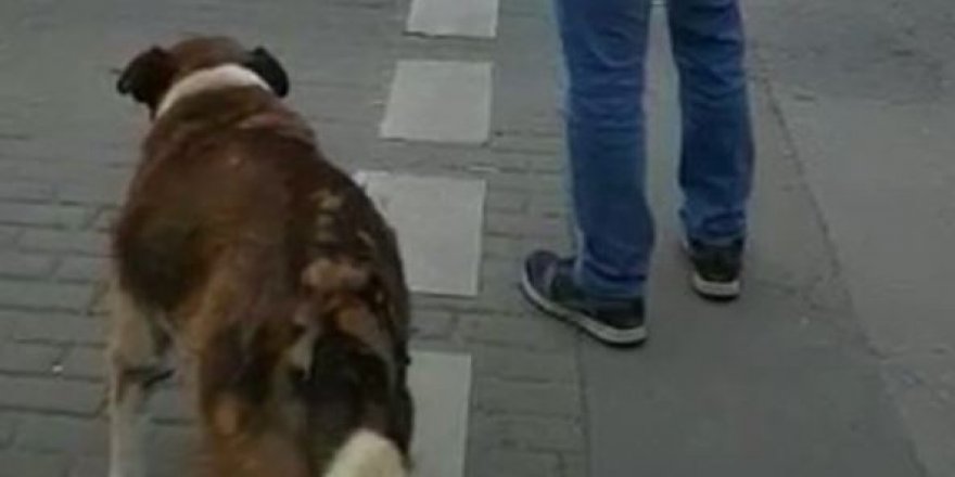 İstanbul'da kırmızı ışıkta bekleyen köpek trafik dersi verdi