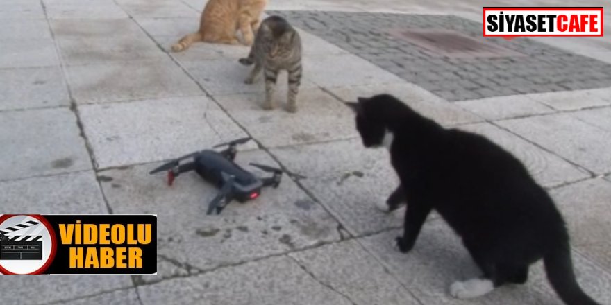 Kedilerin 'drone' a saldırısı renkli görüntülere sahne oldu