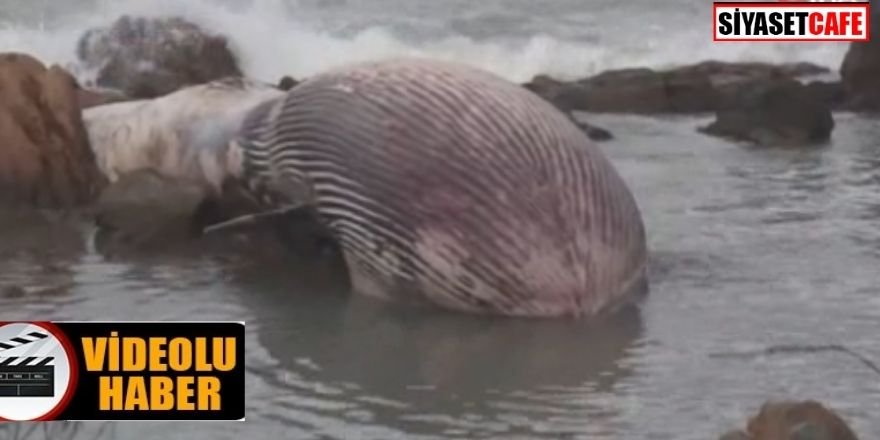 11 metrelik balina kıyıya vurdu