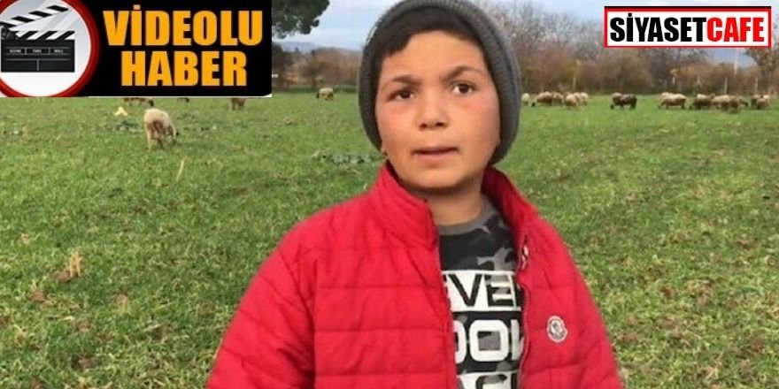 Küçük çoban sosyal medyanın yeni fenomeni oldu