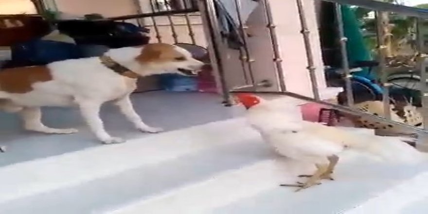 Köpeklere saldıran horozun videosu izlenme rekoru kırdı