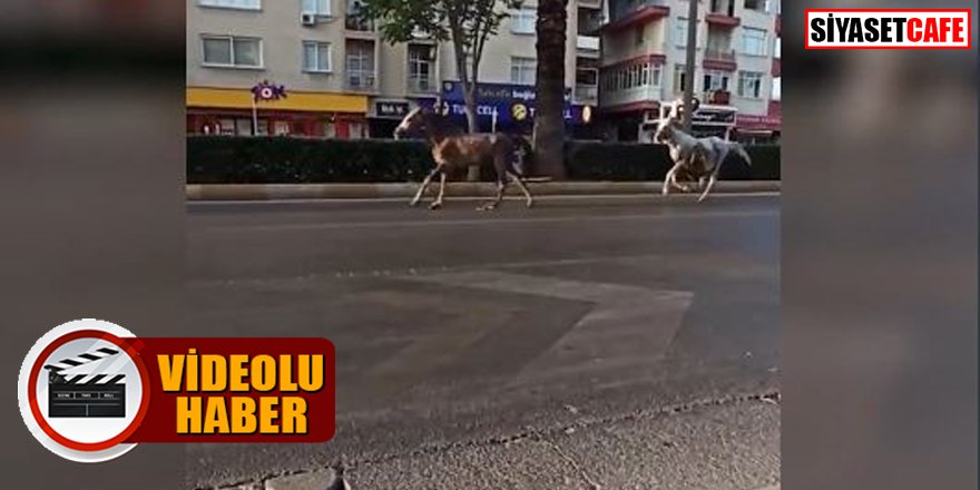 Başıboş atlar caddeye çıktı