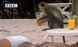 Maymun Demeye bin şahit lazım