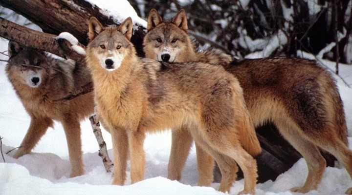 Kurtların avını yiyen tilkinin feci sonu